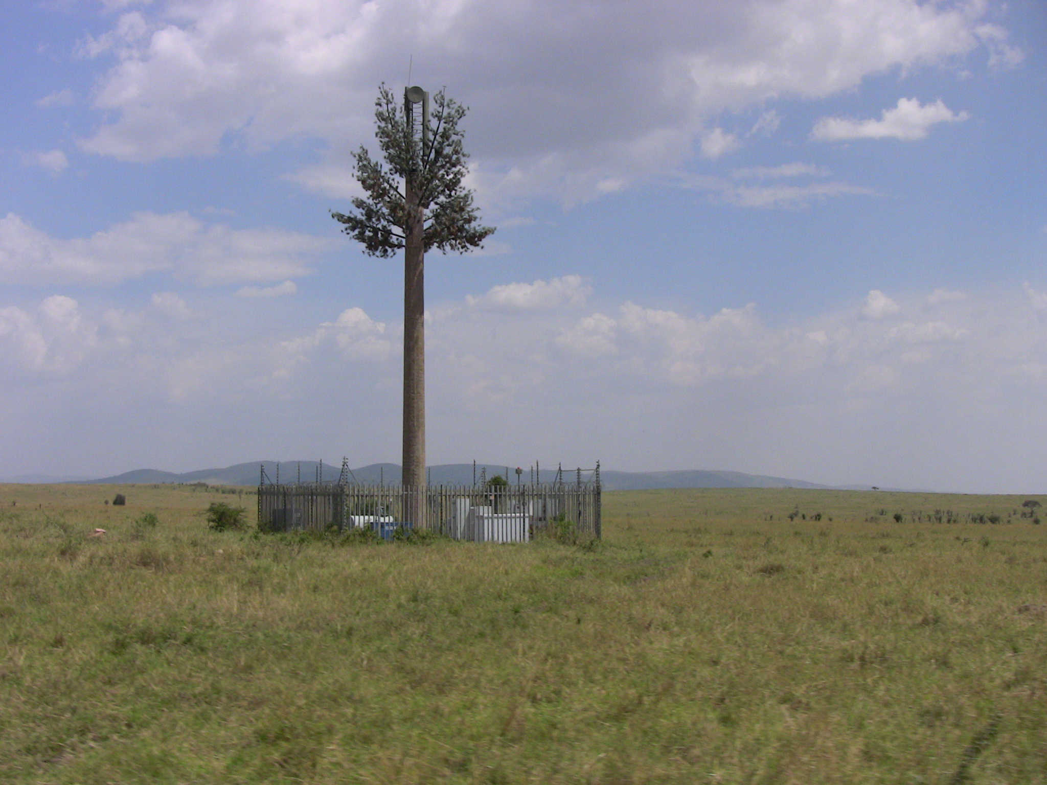 AntennaTreedistantIMG_1576sm copy CHM